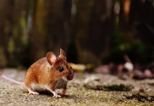 Cara Mudah Menghilangkan Tikus dari Rumah dengan Bahan Sederhana