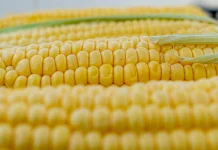 Beragam Olahan dari Bahan Dasar Jagung yang Lezat dan Bernutrisi