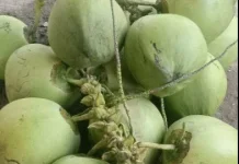 Air Kelapa Muda Jadi Minuman Favorit saat Cuaca Panas