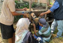 Dispangtan Kota Bengkulu Perketat Pengawasan Hewan Kurban