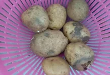 Awas Kentang Busuk untuk di Konsumsi