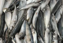Cara Memilih Ikan Segar untuk Dikonsumsi