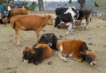 Persiapan sebelum Penyembelihan Hewan Qurban yang Harus Kita Ketahui