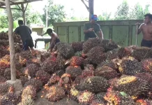 RAM Sawit Tidak Miliki Izin Berpotensi Timbulkan Berbagai Risiko