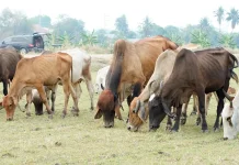 Ini Dia Cara Mengetahui Berat Daging Hewan Qurban