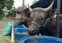 Iduladha 1447 H,DPD Partai Golkar Provinsi Bengkulu Kurban 5 Sapi dan 1 Kambing