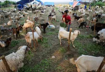 Mau Tahu Hikmah Berqurban ?