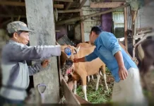 Hewan Kurban di Bengkulu Selatan Bebas Dari Penyakit