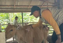 Hewan Kurban di Kaur Dipastiakan Aman Dari Penyakit