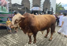 Sapi Bantuan Presiden Prabowo Subianto, Terbesar di Bengkulu Beratnya Capai 1,1 Ton