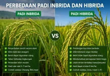 Perbedaan Utama Padi Inbrida dan Hibrida