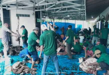 Masjid Baiturrahim Kelurahan Bajak Sembelih 11 Ekor Sapi Kurban Iduladha 1447H