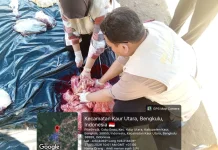 Hasil Pemeriksaan Post Mortem Daging Kurban di Kaur Layak Konsumsi