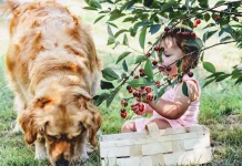 Benarkah Anjing Lebih Memahami Emosi Manusia Dibanding Sesamanya?