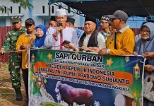 Pemkot Bengkulu Salurkan Bantuan Sapi dari Presiden