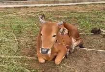 Disnakertrans Bengkulu Bagikan Daging Kurban untuk Wartawan, LSM dan ASN