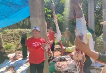 Idul Adha 1447 H, Kemenag Kota: Hewan Qurban Naik Enam Persen Tahun Ini