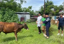 Idul Adha 1447 H, Kapolresta Bengkulu Berbagi Hewan Kurban untuk Masyarakat