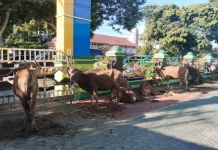 Kanwil  Kemenag Provinsi  Bengkulu Sembeli 17 Ekor Hewan Kurban