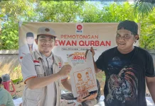 PKS Bengkulu Sembelih 30 Sapi, 2 Ekor dari Anggota DPR RI