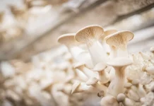 Mengenal Jenis-jenis Jamur yang Bisa Dikonsumsi dan Kaya Manfaat bagi Kesehatan