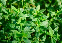 Gula atau Stevia? Mana yang Lebih Baik untuk Kesehatan