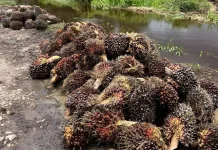 Petani: Soal Harga Sawit, Pabrik Tak Bisa Dipaksa Ikuti Harga jika tak Ada Sanksi