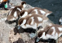 Begini Caranya Memelihara Anak Bebek agar Tumbuh Sehat