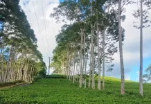 Kebun Teh Kabawetan Dipadati Wisatawan, Kebersihan Jadi Perhatian