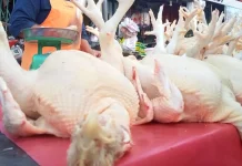Harga Daging Ayam Mulai Turun