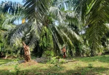 Harga TBS Sawit di Ipuh Mulai Pulih