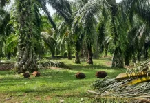 Petani Sawit Ipuh Berharap Harga TBS Tetap Stabil