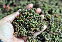 Andaliman Bumbu Rahasia Khas Makanan Batak