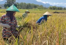 Petani Beharap Pasokan Pupuk selalu tersedia saat Musim Tanam Kedua