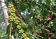 Petani Kopi Rejang Lebong Khawatir Tren Penurunan Harga