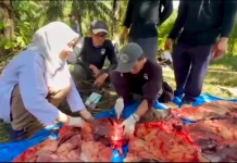 Produksi Daging Sapi di Seluma Capai 68.240 Kilogram