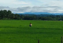 Kaur  Miliki 6 Wilayah Brigade Pangan