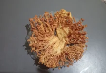 Cara Membuat Jamur Enoki Crispy