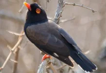 Pesona Retz's Helmetshrike: Burung Afrika Pemilik 'Bulu Mata' Menawan