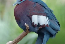 Mengenal Sclater's Crowned Pigeon, Merpati Raksasa Bermahkota dari Papua