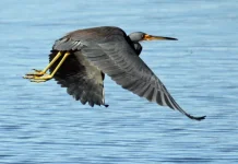 Menjelajahi Pesona Tricolored Heron, Si Pemburu Anggun dari Lahan Basah Amerika