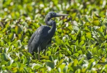 Humblot's Heron: Burung Raksasa Madagaskar yang Terancam Punah