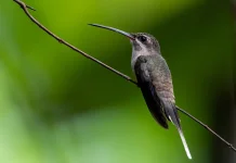 Rahasia Paruh Melengkung Long-tailed Hermit, Sang Penjelajah Tangguh Hutan Amazon