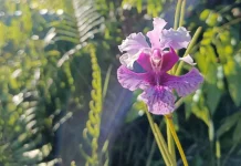 Anggrek Pensil Danau Dendam Tak Sudah Berpotensi Jadi Ikon Wisata Unggulan