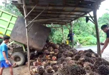 Berikut Harga TBS Sawit Tingkat Pabrik Periode 19 Juni 2026