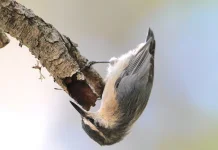 Corsican Nuthatch: Burung Endemik yang Bergantung Hidup pada Jantung Hutan Pinus