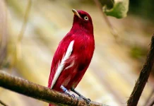 Pompadour Cotinga: Burung Merah Anggur dari Kanopi Amazon yang Kian Terancam