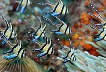 5 Jenis Ikan Air Tawar Berbisa yang Jangan Sembarangan Dipegang