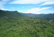Status Hutan Lindung Bukit Sanggul Diturunkan, Benteng Ekologis Terancam