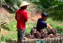 Pendaftaran Beasiswa SDM Sawit Resmi Ditutup